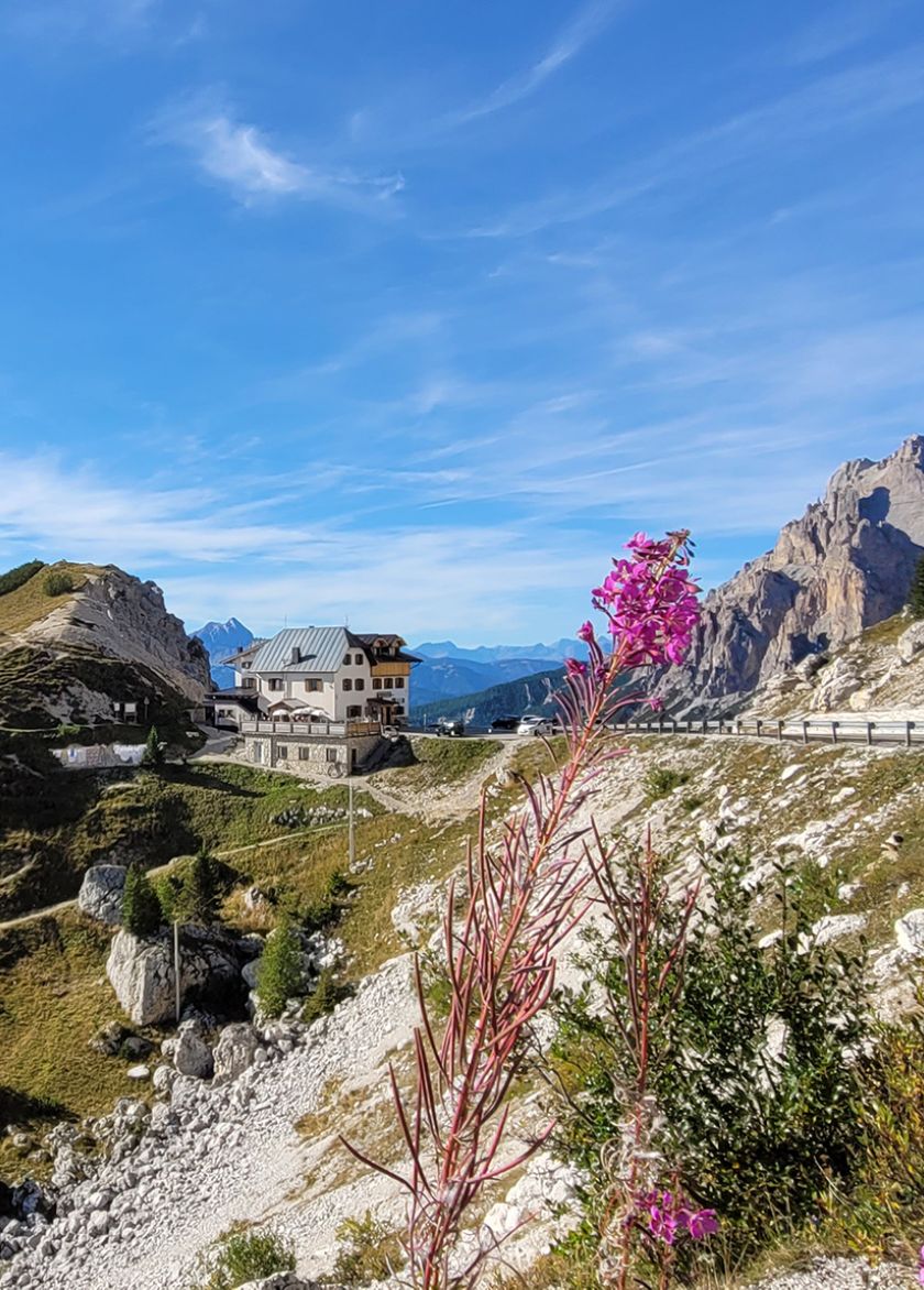 Panoramablick auf die Dolomiten mit einer Berghütte, einer kurvenreichen Straße und einer rosa Blume im Vordergrund.